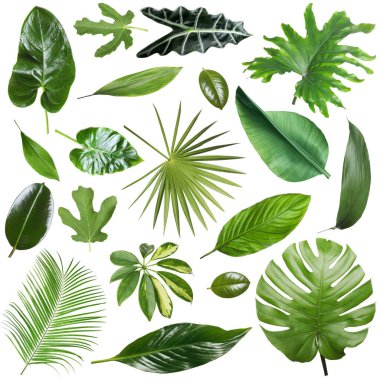 Birçok farklı tropikal yaprak beyaz üzerine izole, set