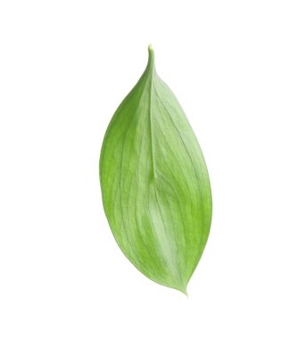 One fresh green Ruscus leaf isolated on white