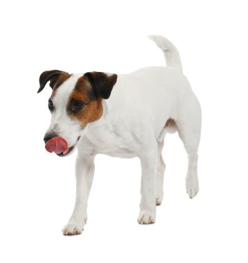 Beyaz arka planda sevimli bir köpek. Sevimli hayvan