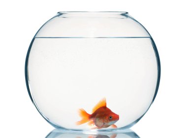 Akvaryumda yüzen altın balıklar. Temiz su beyazı izole edilmiş.