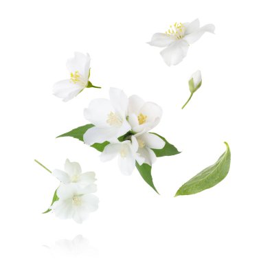 Güzel yasemin çiçekleri beyaz arka planda uçuşuyor