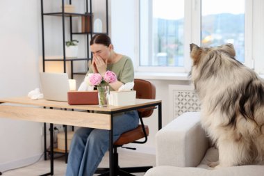 Çalışırken alerjisi olan bir kadın ve evde köpeği, seçici bir şekilde odaklanmış.