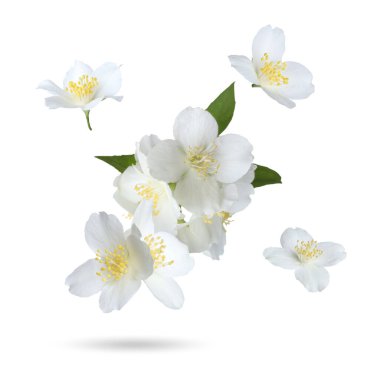 Güzel yasemin çiçekleri ve yeşil yapraklar beyaz arka plana düşüyor