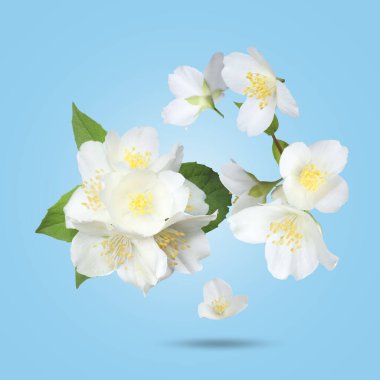 Güzel yasemin çiçekleri ve yeşil yapraklar mavi eğimli arkaplana düşüyor