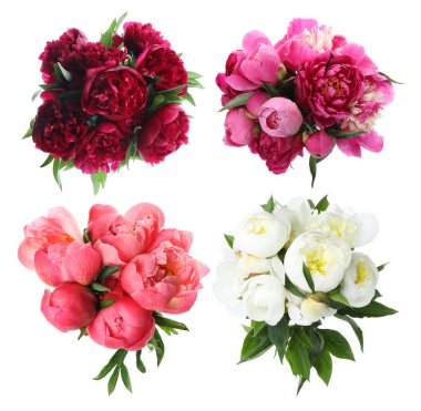 Beyaz arka planda güzel şakayık çiçekleri, kolaj. Üst görünüm