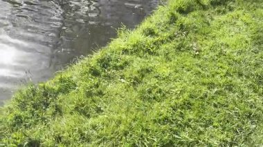 Kanalda demirli tekneler ve yeşil çimenler var. Kamera hareket ediyor.