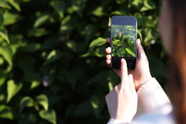 Açık havada akıllı telefonda bitki tanıma uygulaması kullanan bir kadın, yakın plan. Metin için boşluk