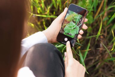 Açık havada akıllı telefondan bitki tanıma uygulaması kullanan bir kadın.