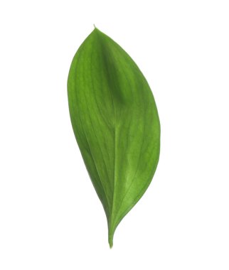 One fresh green Ruscus leaf isolated on white