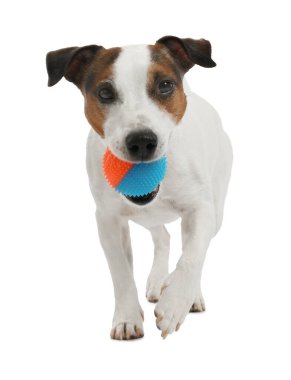 Beyaz arka planda oyuncakla oynayan sevimli bir köpek. Sevimli hayvan