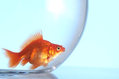 Akvaryumda yüzen altın balıklar açık mavi arka planda temiz suyla, yakın plan