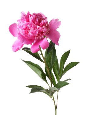 Güzel, pembe bir şakayık beyaz üzerine izole edilmiş.