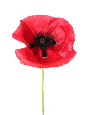 Güzel bir gelincik çiçeği beyazda izole edilmiş