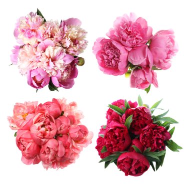 Beyaz arka planda güzel şakayık çiçekleri, kolaj. Üst görünüm