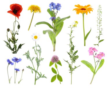 Beyaz arka planda kır çiçekleri, set. Farklı çiçek açan bitkiler.