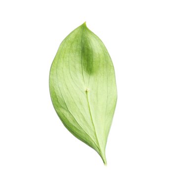 One fresh green Ruscus leaf isolated on white