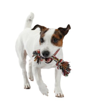 Beyaz arka planda oyuncakla oynayan sevimli bir köpek. Sevimli hayvan