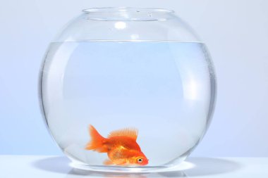 Akvaryumda yüzen altın balıklar açık gri arka planda temiz suyla