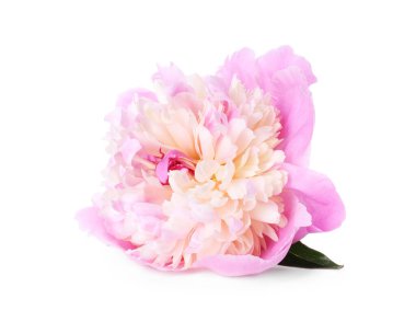 Güzel bir pembe şakayık çiçeği beyaz üzerine izole edilmiş.