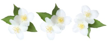 Güzel yasemin çiçekleri ve beyaz arka planda yeşil yapraklar, kolaj