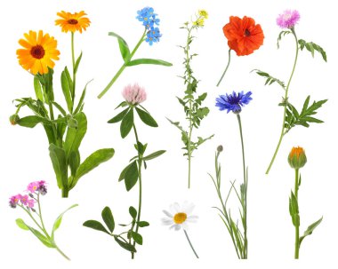 Beyaz arka planda kır çiçekleri, set. Farklı çiçek açan bitkiler.