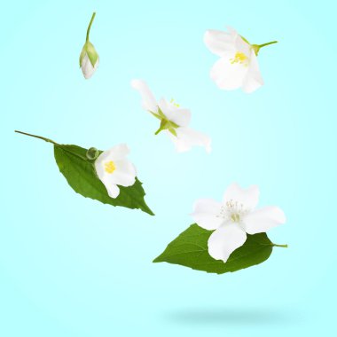 Yasemin çiçekleri açık mavi arkaplanda uçuşuyor