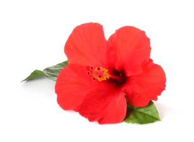 Beyaz üzerinde yeşil yaprakları olan güzel kırmızı amber çiçeği.