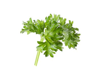 Beyaz maydanozlu taze maydanoz.