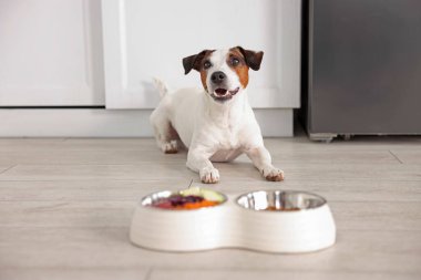 Şirin köpek ve evde taze doğal ürünlerle dolu kaseler, seçici bir odak noktası.