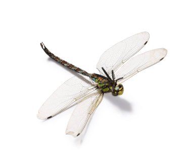 Bir yusufçuk beyazda izole edilmiş. Güzel böcek.