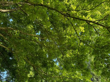 Arka planda yeşil yaprakları olan güzel ağaç taç, yakın plan.