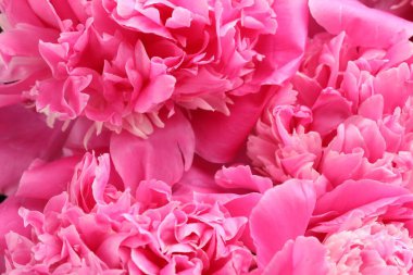 Arka plan olarak güzel şakayık demeti, yakın plan.