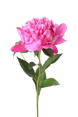 Güzel, pembe bir şakayık beyaz üzerine izole edilmiş.