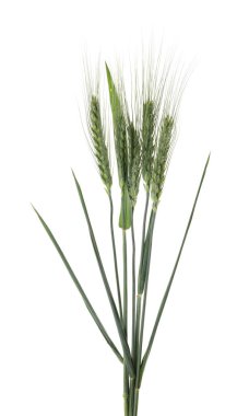 Güzel yeşil buğday başakları beyaza izole edilmiş.