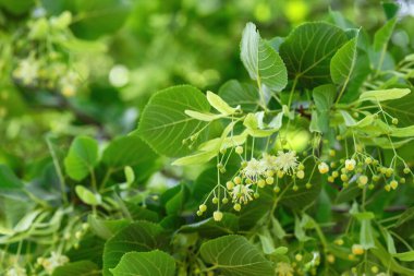 Yaprakları ve çiçekleri olan ıhlamur ağacı dalları, yakın plan. Metin için boşluk