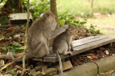 Parktaki tahta bankta oturan şirin maymunlar.