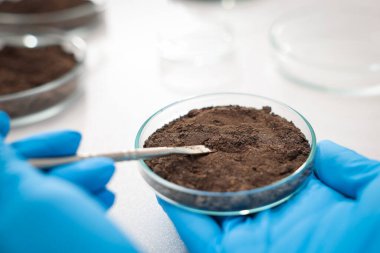 Bilimadamları araştırma için laboratuarda toprak örneği alıyor. Yakın plan.