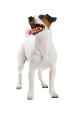 Oyuncağı olan kadın köpeğini beyaz arka planda eğitiyor, yakın plan. Sevimli hayvan