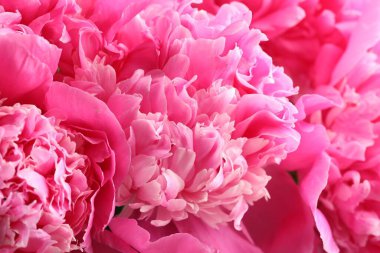 Arka plan olarak güzel şakayık demeti, yakın plan.