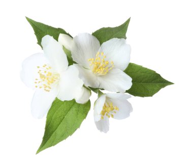 Beyaz yapraklı güzel yasemin çiçekleri