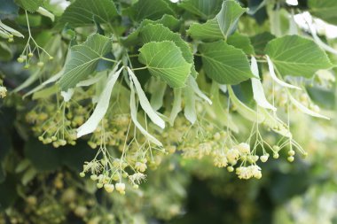 Yaprakları ve çiçekleri olan ıhlamur ağacı dalı, yakın plan.