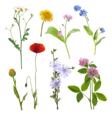 Beyaz arka planda kır çiçekleri, set. Farklı çiçek açan bitkiler.