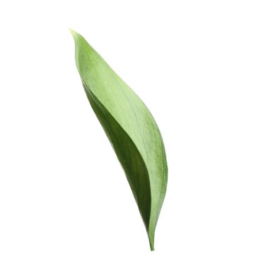 One fresh green Ruscus leaf isolated on white