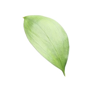 One fresh green Ruscus leaf isolated on white