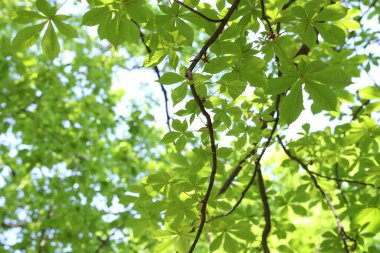Arka planda yeşil yaprakları olan güzel ağaç taç, yakın plan.