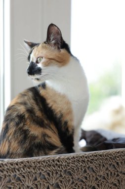 Evdeki pencere pervazında sepetlenmiş şirin bir yavru kedi.