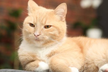 Evdeki sandalyeye uzanmış sevimli kızıl kedi, yakın plan.