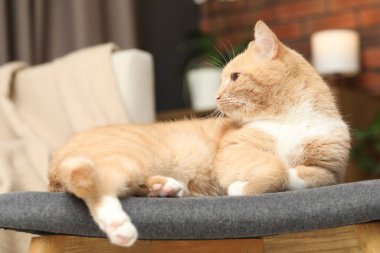 Evdeki sandalyeye uzanmış sevimli kızıl kedi.