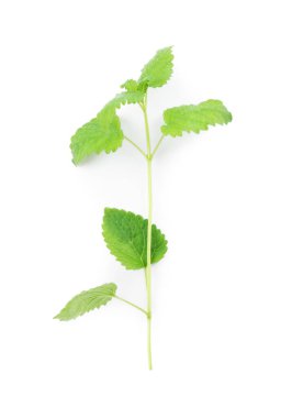 Taze yeşil limon merhemi yaprakları beyaz, üst görünümde izole