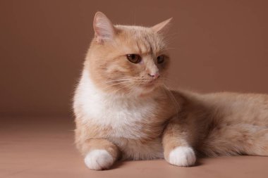 Bej arka planda sevimli kızıl kedi, yakın plan.